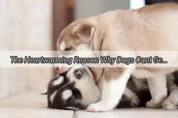 The Heartwarming Reason Why Dogs Cant Get Enough of Hugs